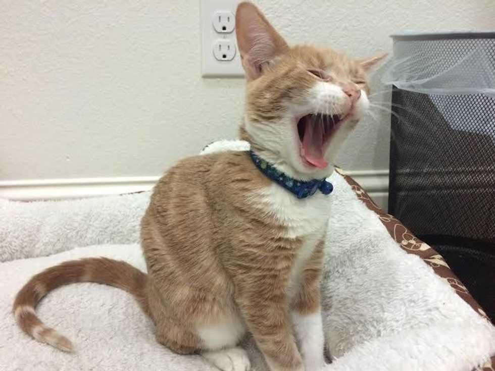 5 Reasons To Have A Pet In College
