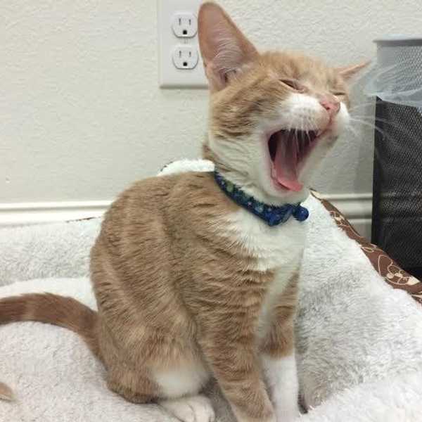 5 Reasons To Have A Pet In College