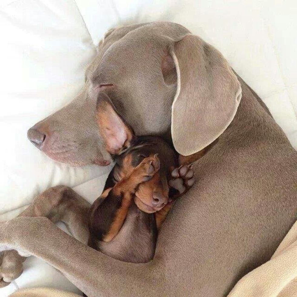 Why Dogs Are the Best Cuddle Buddies