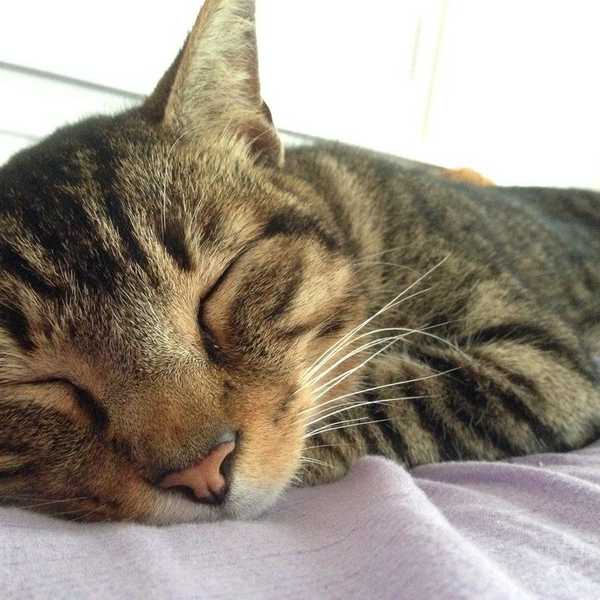 Why Your Cat is Your Furrever Friend