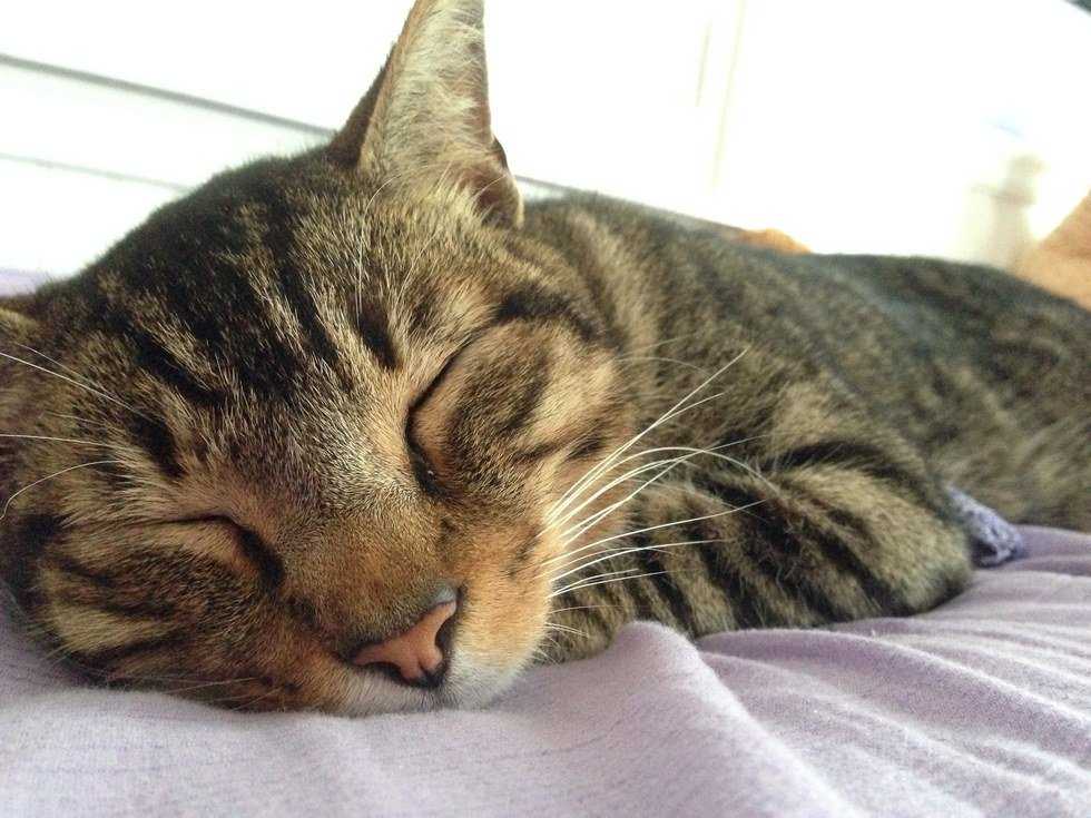 Why Your Cat is Your Furrever Friend