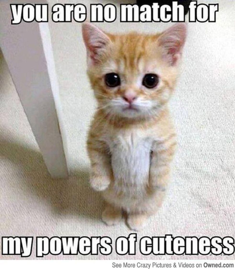 The Struggles Only Cat Owners Understand