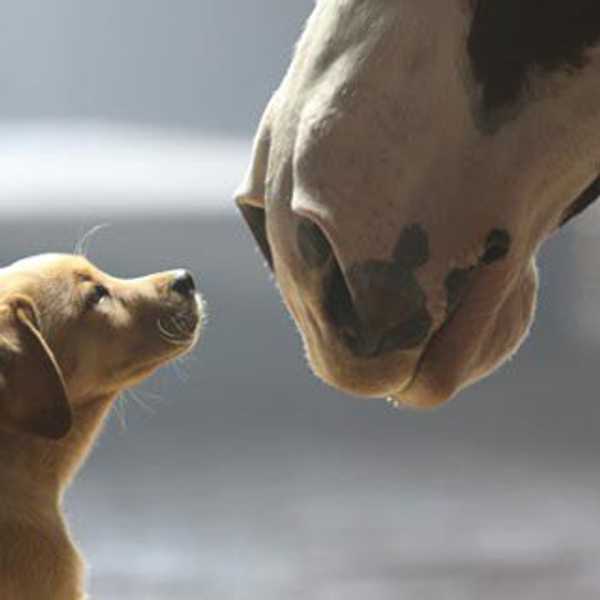 Super Bowl Commercials: 2010 to Now