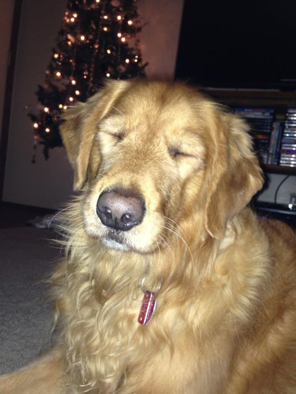 Coping With Losing A Beloved Pet