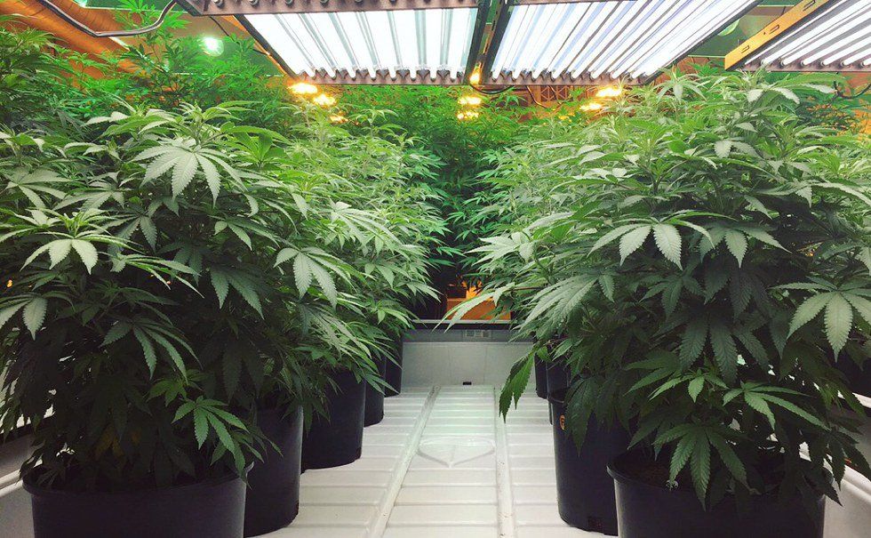 State Legalization Is Not Enough For Medical Marijuana