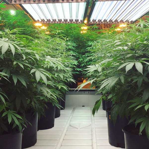 State Legalization Is Not Enough For Medical Marijuana