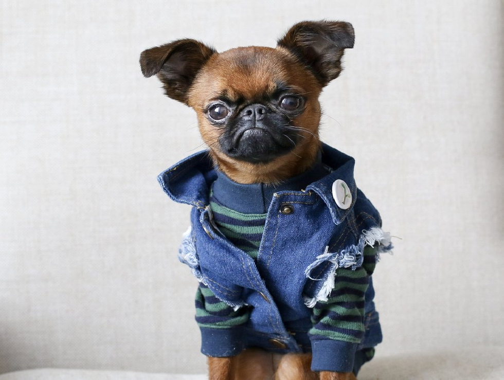 8 Animal Instagrams to Brighten Up Your Feed