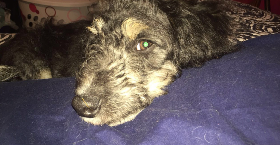 10 Reasons You Should Adopt And Not Shop For a Pet