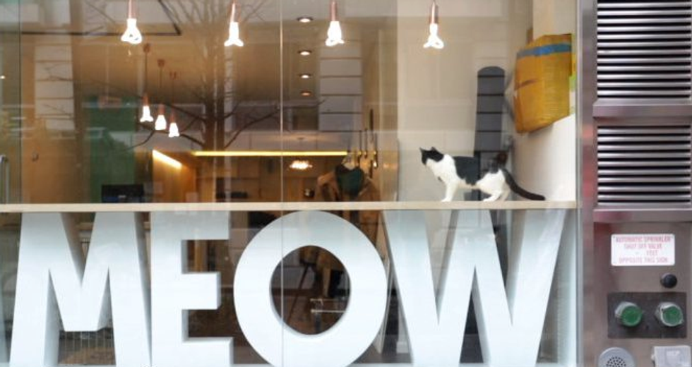 New York City's First Cat Cafe: Meow Parlour