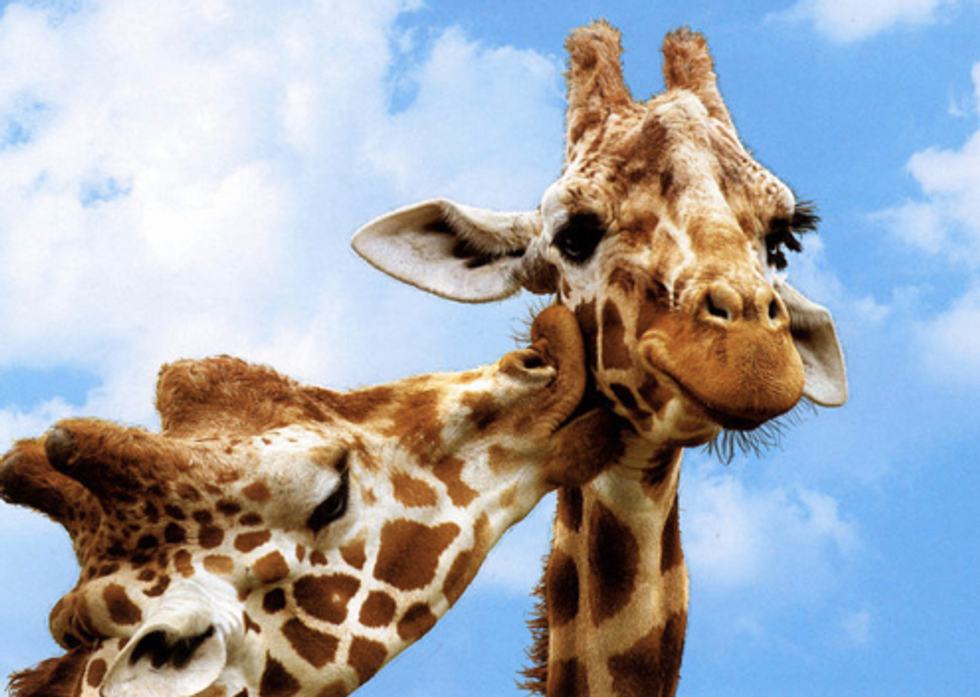 9 Reasons Why Giraffes Are Majestical And Should Be Your New Favorite Animal