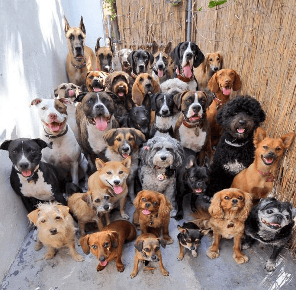 11 Things You Miss About Your Dog While You're In College