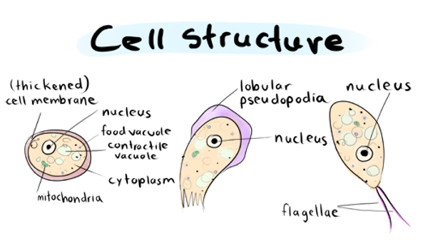 The Brain Eating Amoeba: Naegleria Fowleri