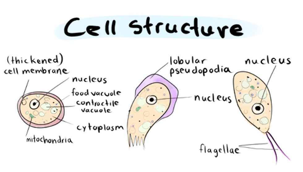 The Brain Eating Amoeba: Naegleria Fowleri