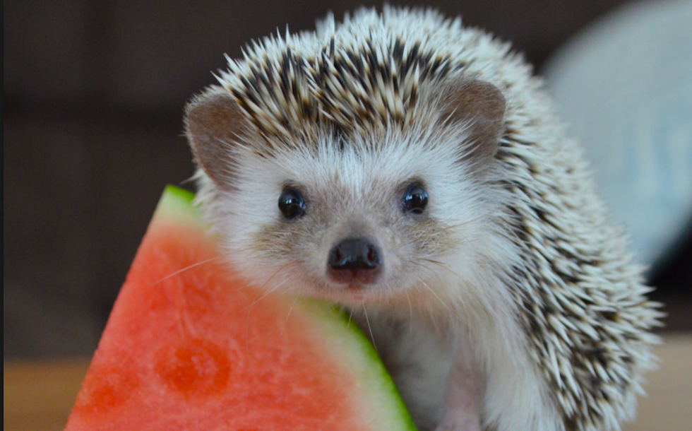 17 Hedgehogs To Improve The Quality Of Your Day
