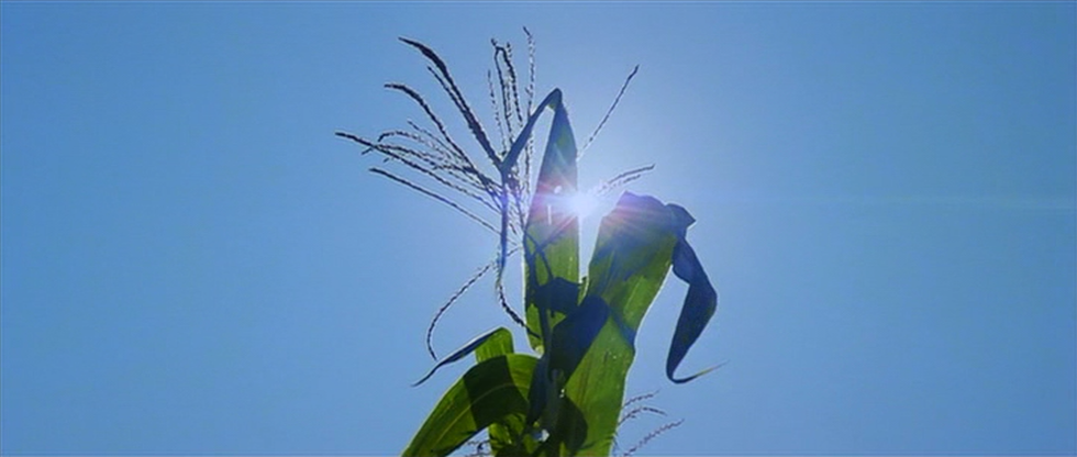 Is It Possible To Bring Back Pocahontas' Language?