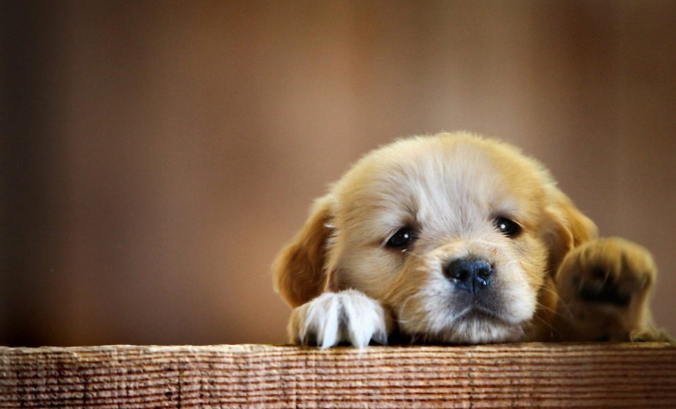 What Did I Do: A Poem