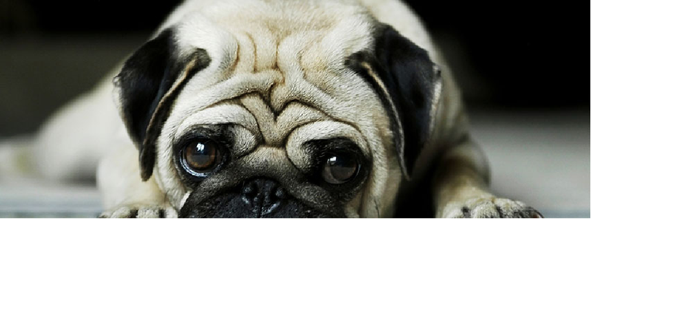 9 Dog Abuse Issues We Don't Think About