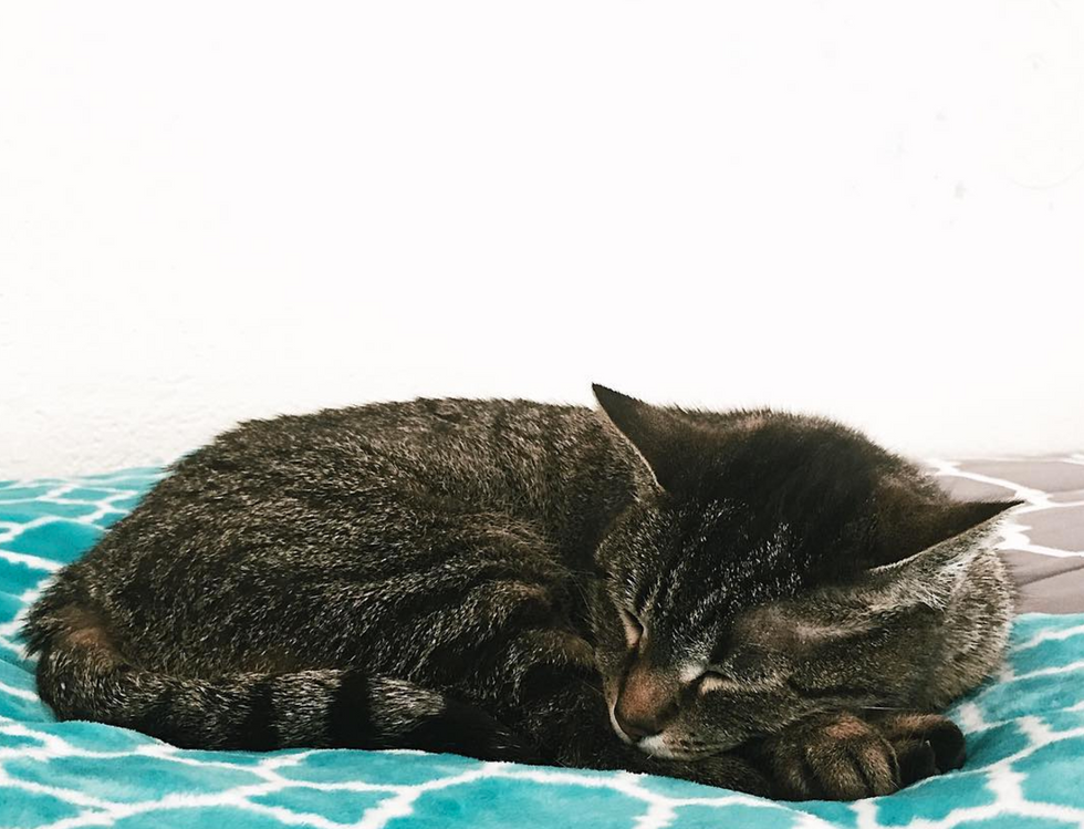 13 Everyday Things That Are Different When You Have A Cat