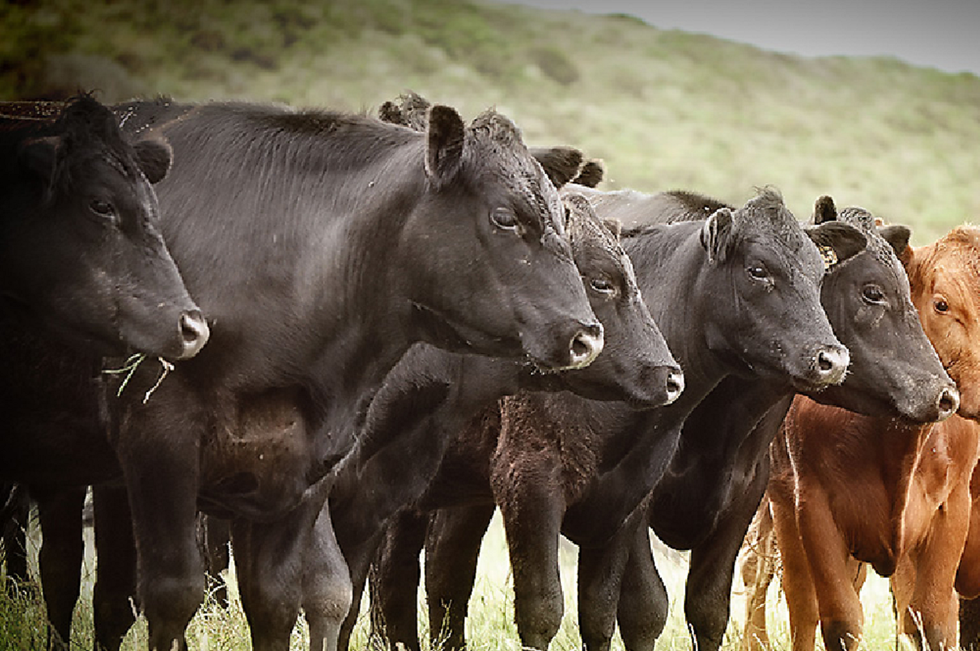 Sandy Acres Puts The Beef Back On The Table