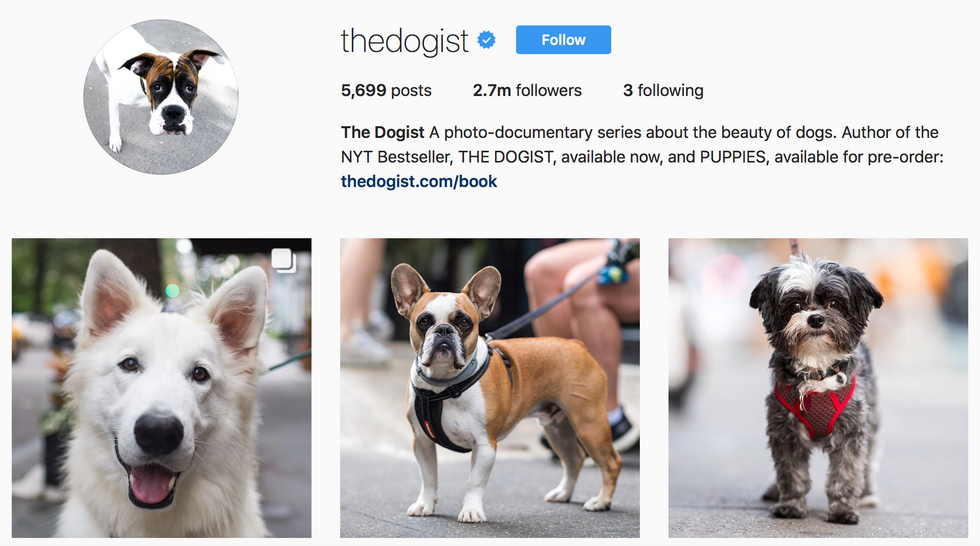 20 Accounts To Follow If You Love Dogs