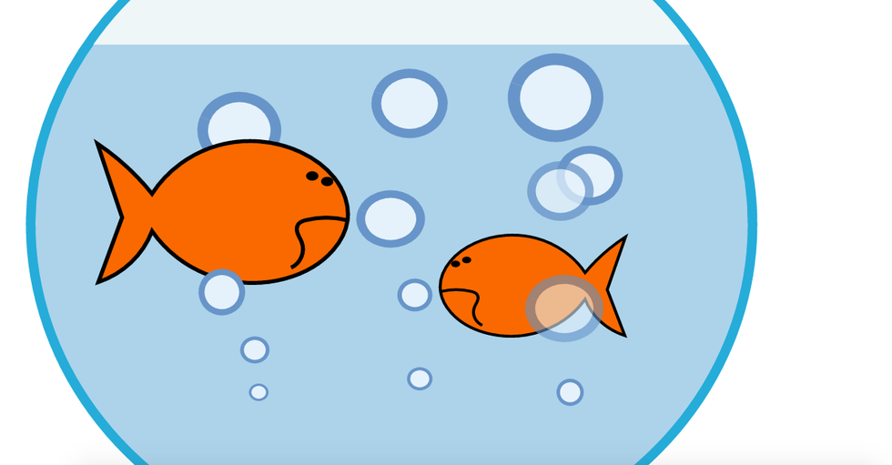 How I Accidentally Murdered My Goldfish