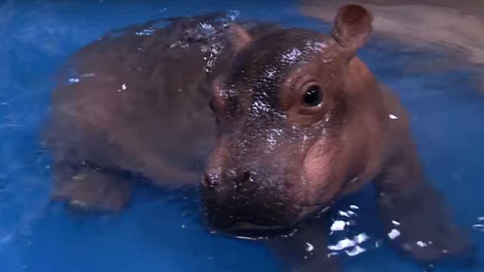 Meet Fiona - America's Newest Sweetheart