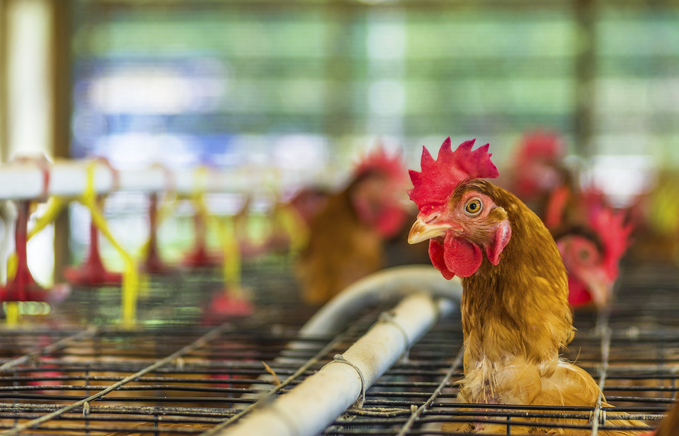 The Terrifying Truth Behind America's Food Industry