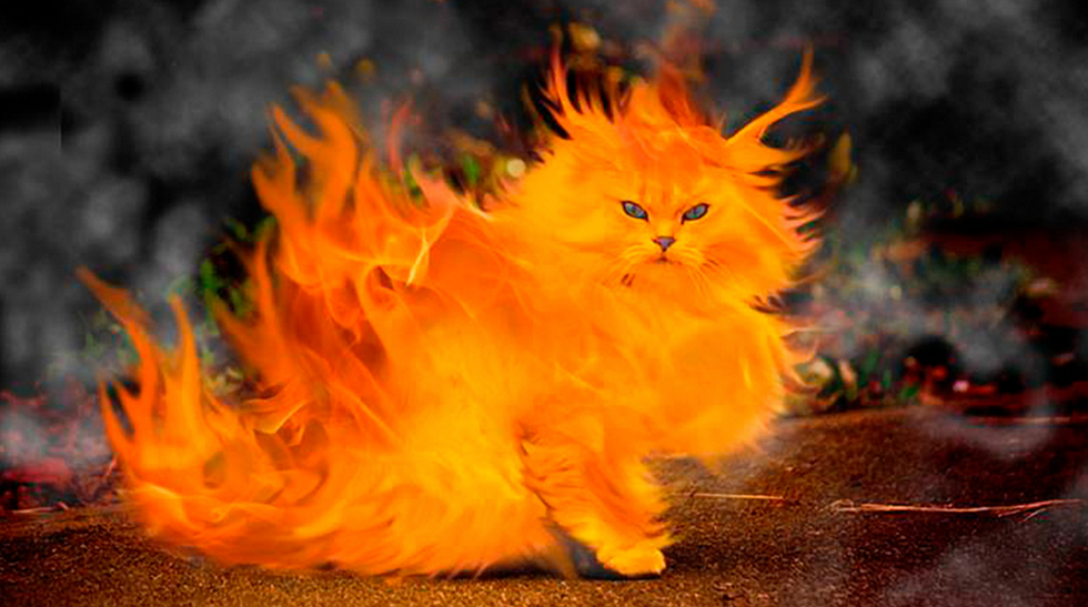 When Your Best Friend Is A Demon Cat