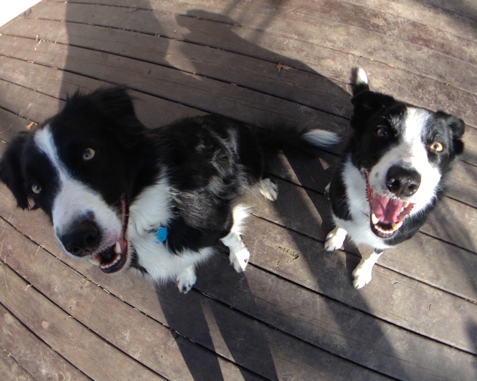 20 Reasons To Love Dogs