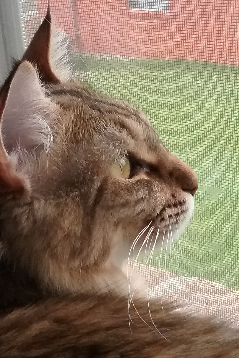 An Ode To My Cats, The Loves Of My Life