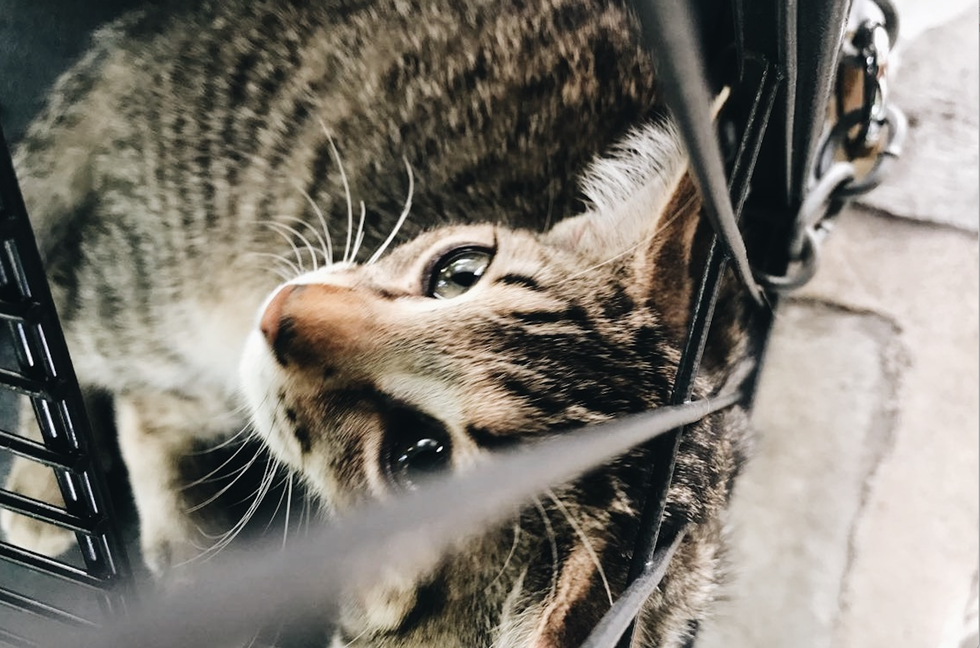 After Hurricane Irma, Ernest Hemingway's Cats Are Still Safe