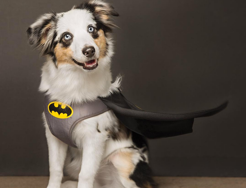 9 Cheap Costumes Every Broke Pet Mom And Dad Will Appreciate