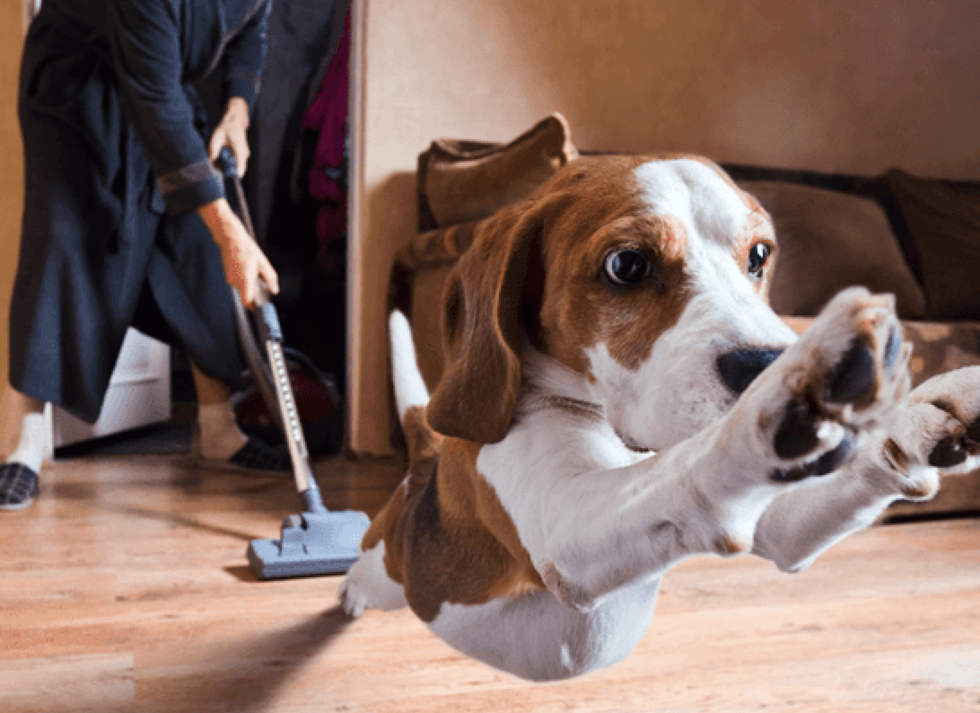 To The Sweeper, From The Dog-Stay The F Away From My Family