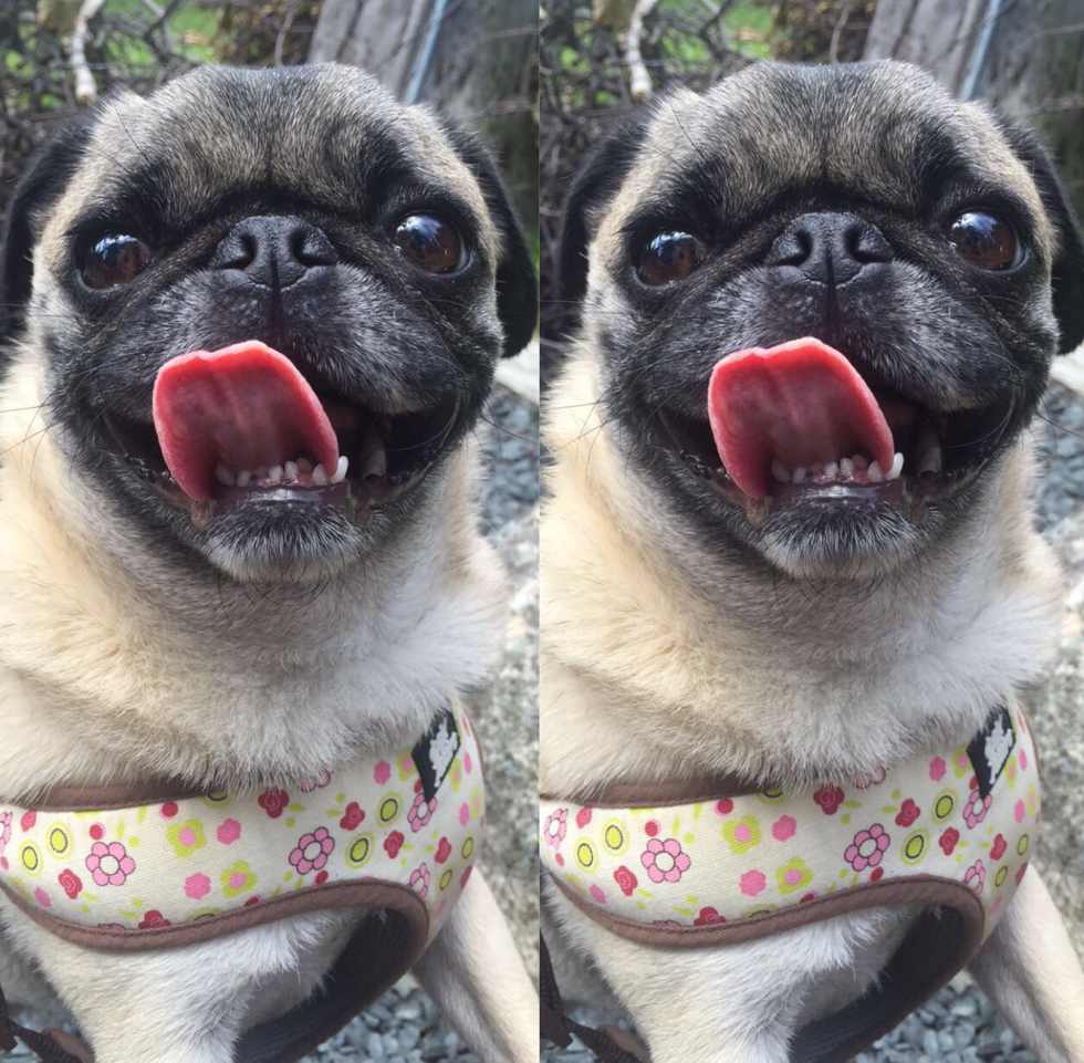 An Open letter to my Dog at Home.