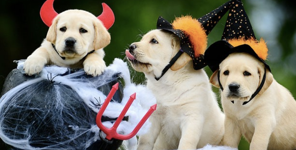 How You Can Prepare For Halloween!