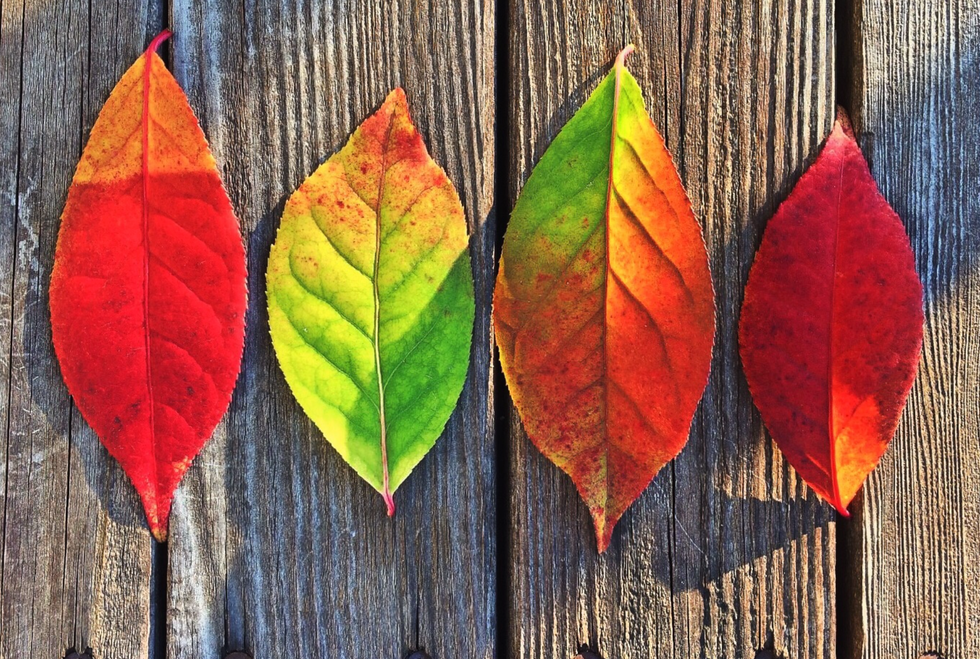 10 Ways To Enjoy Fall Even If You Live In The South