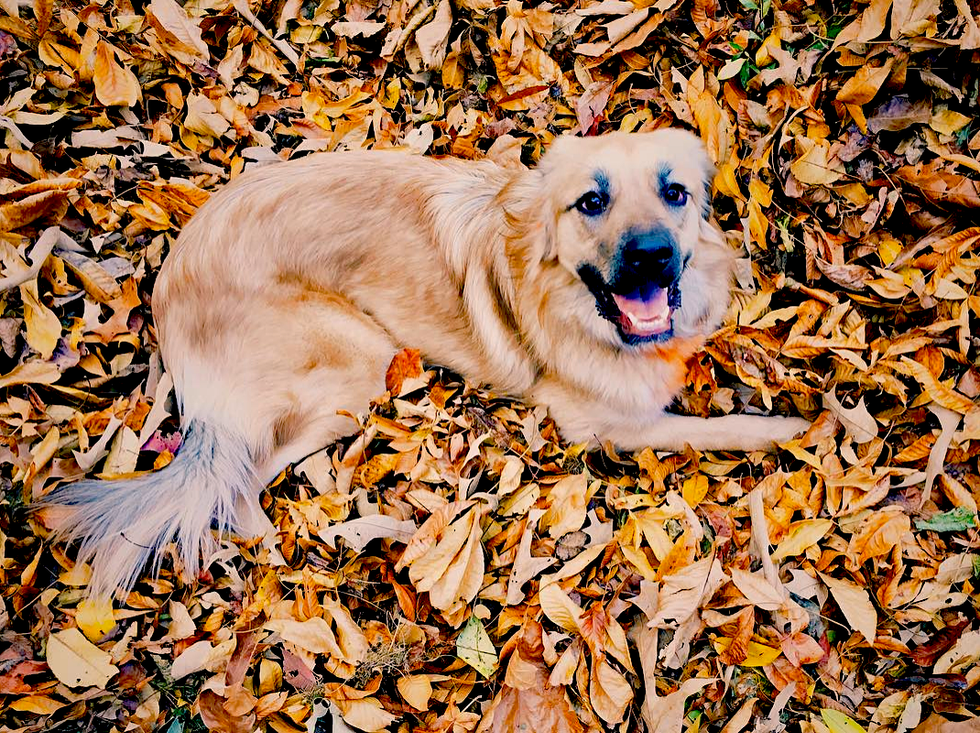 11 Things You Need To Realize Before Getting a Dog