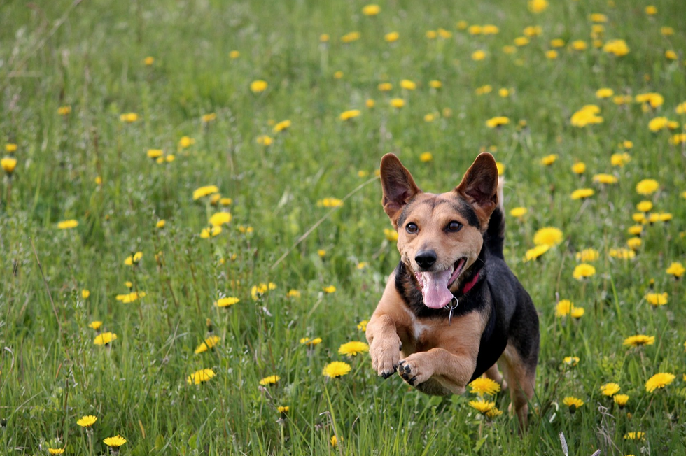 4 Great Places To Take Your Dog To In Auburn