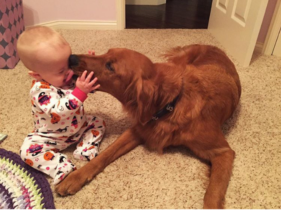 13 Reasons Why Golden Retrievers Are THE Must-Have Dog And Family Member