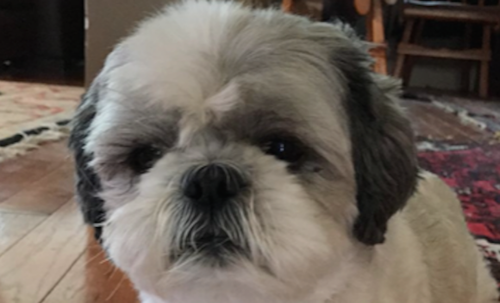 The 7 Stages Of Missing Your Dog In College