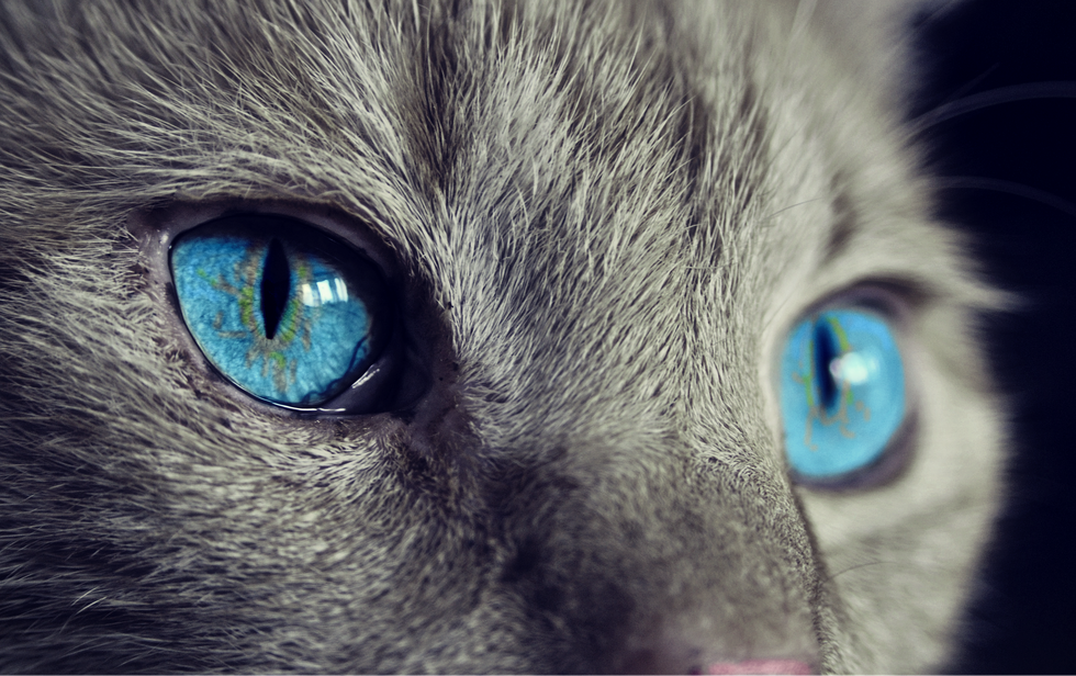 11 Statements Cat Owners Can Relate To