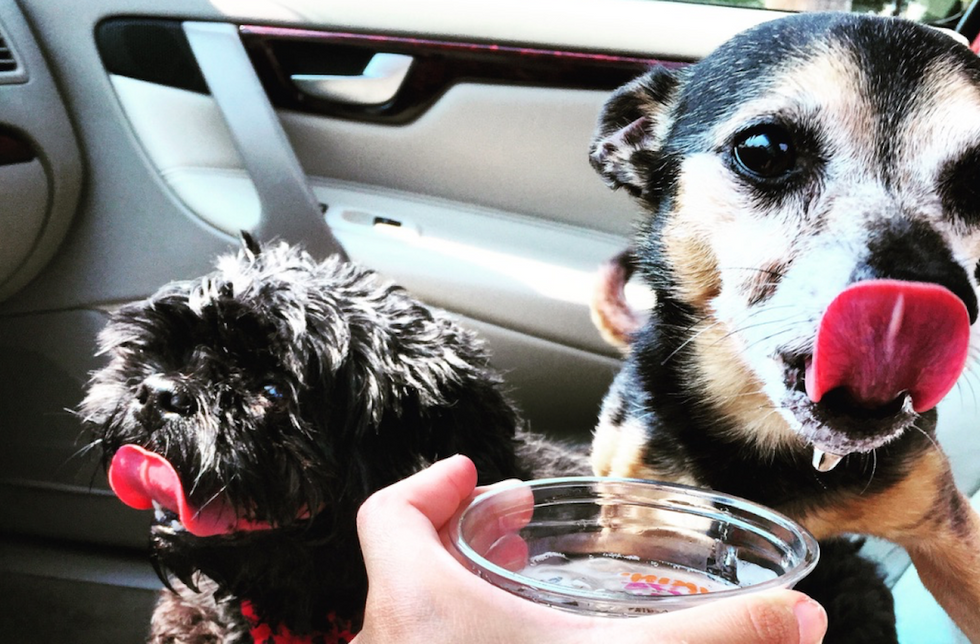 5 Ways To Help Your Grieving Dog After Losing Their Four-Legged Friend