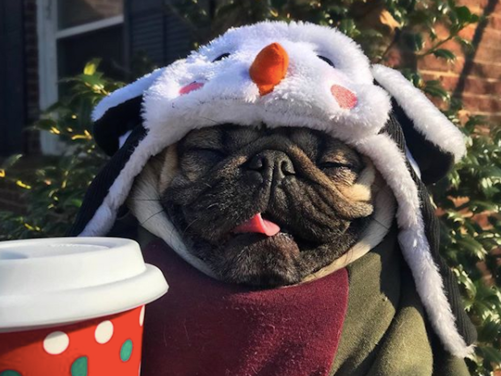 10 Instagram Famous Dogs To Start Following, Like, Yesterday