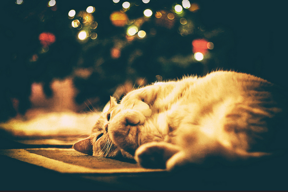 6 Things Cat Owners Know To Be True During The Holiday Season