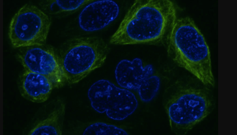 Advancement Of Science: Is It Worth It?