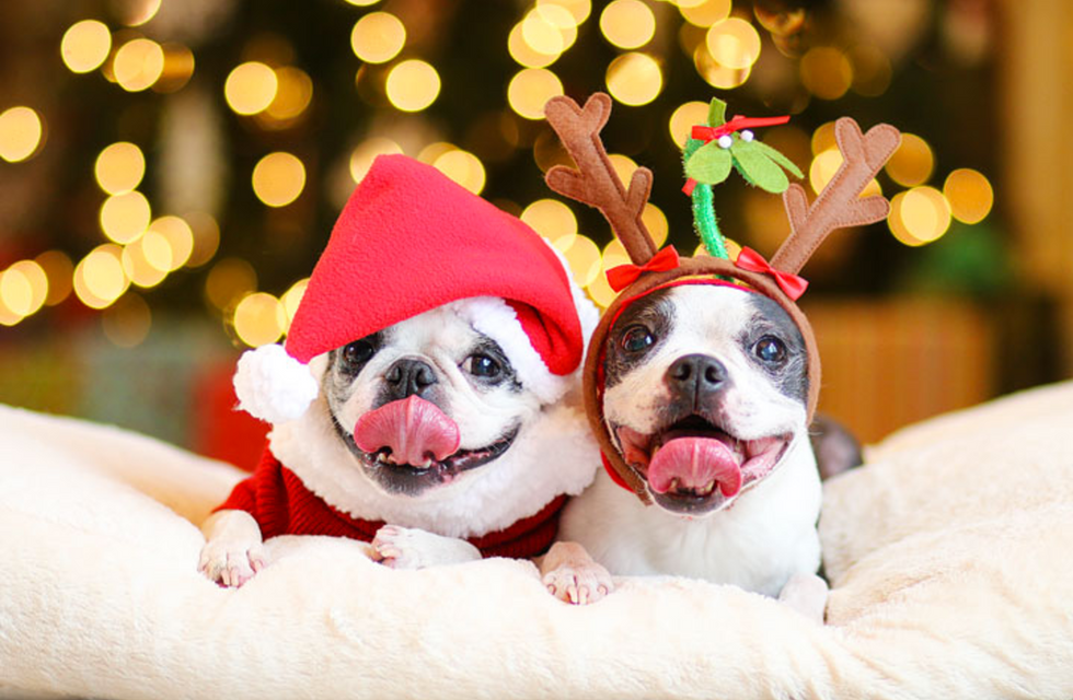 15 Puppy Pictures To Get You In The Christmas Spirit