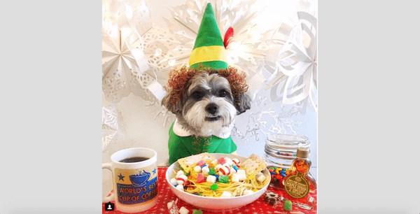 9 Holiday Traditions, Carried Out By Our Favorite Furry Friends