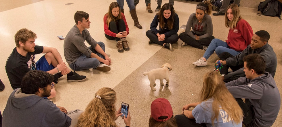 Hoosiers Helping Hounds Through New Club, ICAN