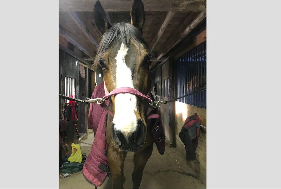 I Successfully Tracked Down My Long Lost Best Friend, Chanel The Horse