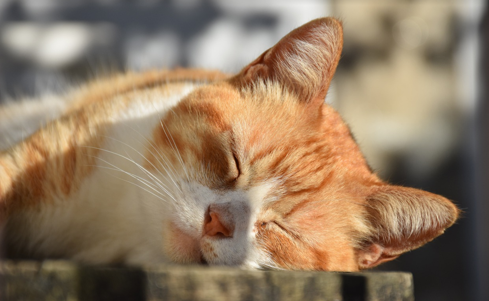 I Not Only Love Cats But My Personality Is Just Like A Cat's